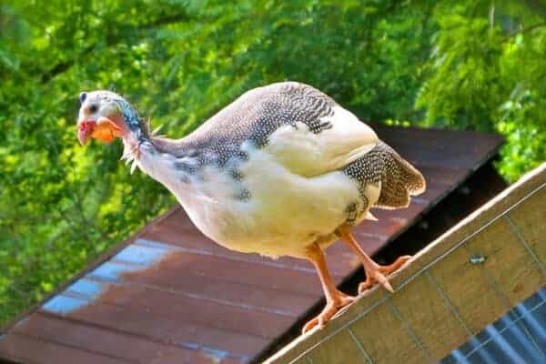 guinea fowl perched on fence