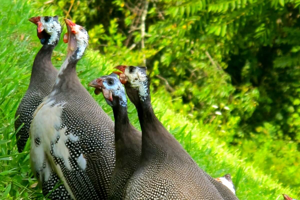 guinea fowl in grass