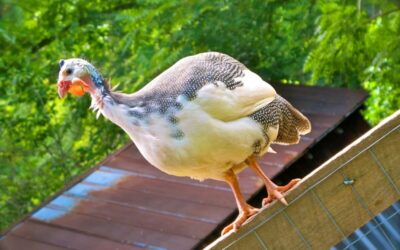 5 Reasons NOT to Own Guinea Fowl
