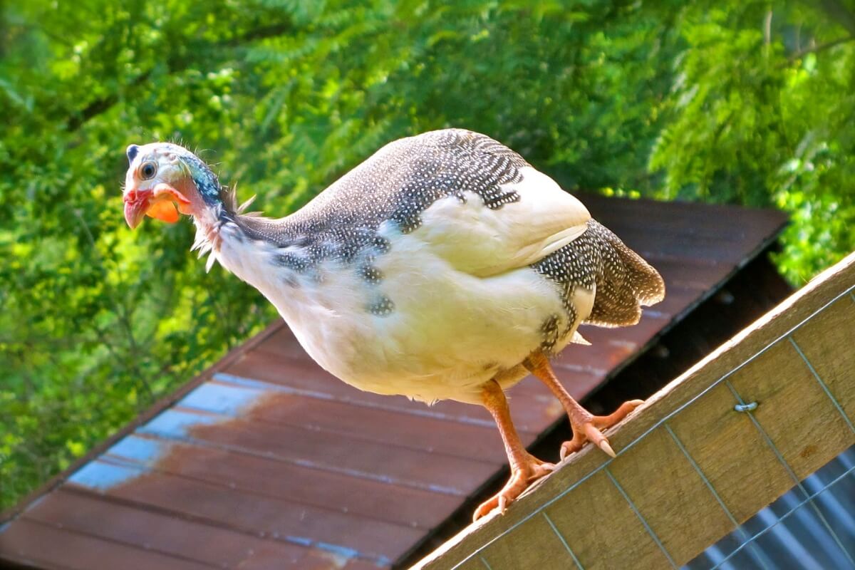 https://thefreerangelife.com/wp-content/uploads/guinea-hen-on-fence-1.jpg