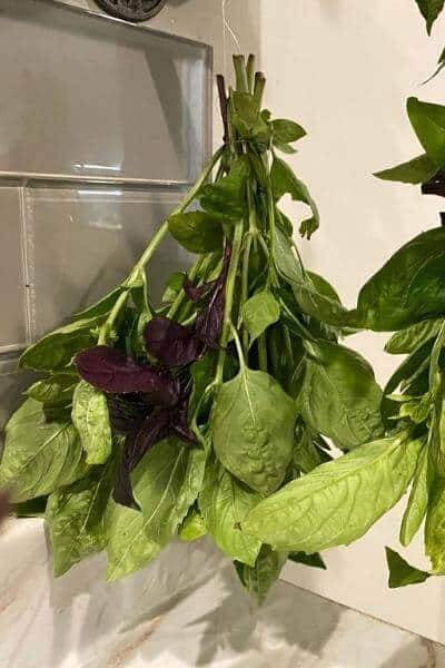bunches of basil hanging upside down to dry