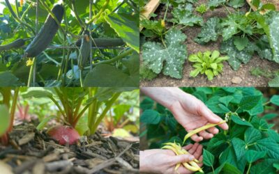 Hard-to-Kill Vegetables for Garden Newbies