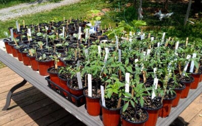 How to Harden Off Plants Before Transplanting to the Garden