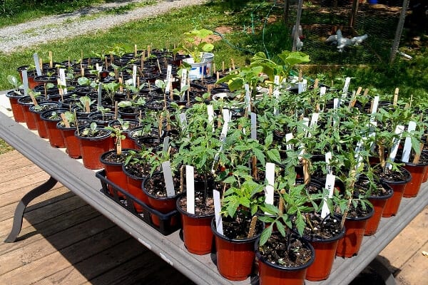 hardened off seedlings ready to be transplanted