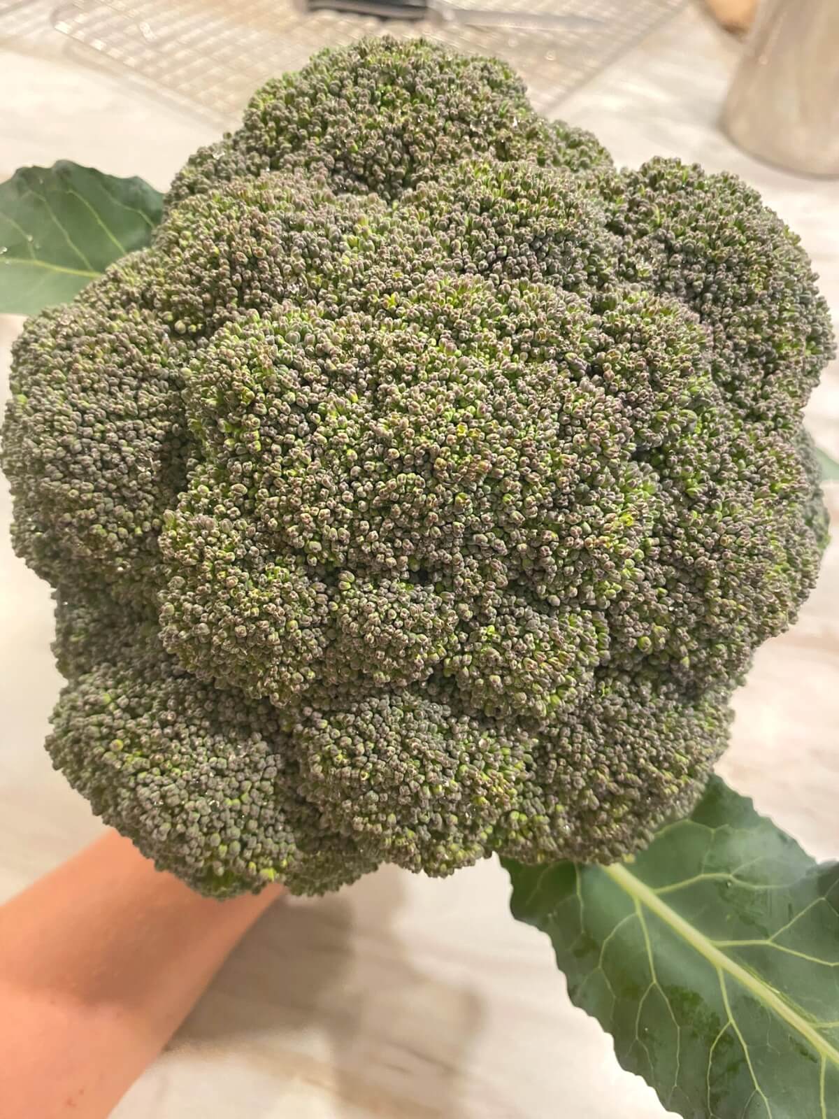harvested broccoli