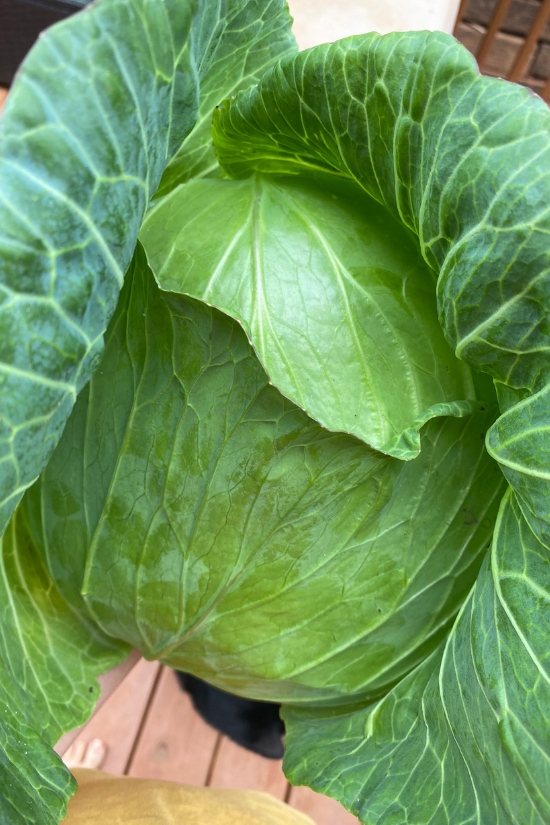 large cabbage head just harvested from garden