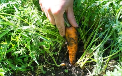 How to Grow Carrots from Seed- Everything You Need to Know!
