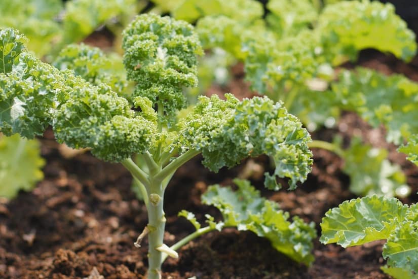 kale grwoing in garden with harvested stems missing