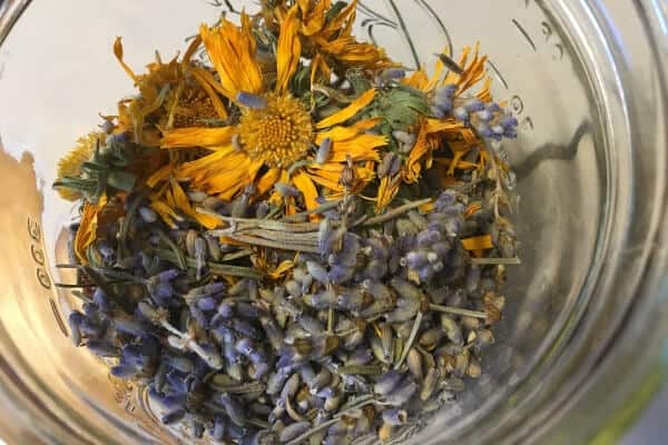 dried calendula and lavender for salve