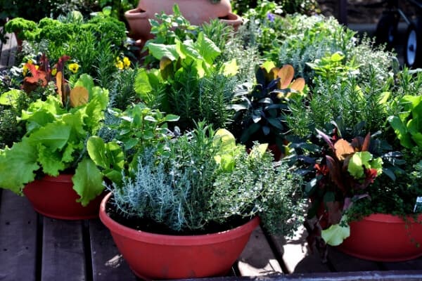 herbs, lettuce and greens in red planters on deck