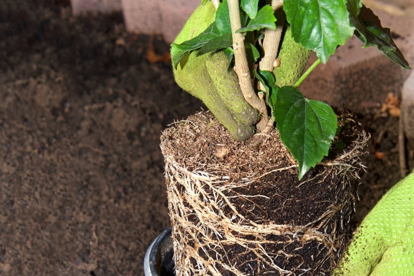 close up of hibiscus being transplanted from pot