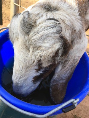 Electrolytes can rehydrate your goats when they are sick and get some nutrition back in their bodies. Learn how to make your own goat electrolytes at home!