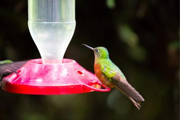 difference between homemade hummingbird nectar and store