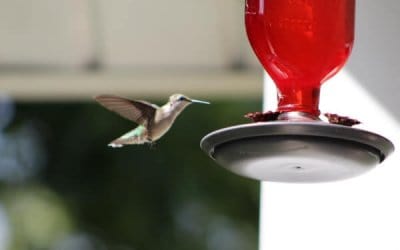 Easy Homemade Hummingbird Nectar Recipe (plus FAQ and Tips)