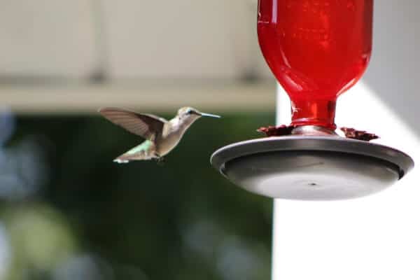 homemade hummingbird nectar with agave