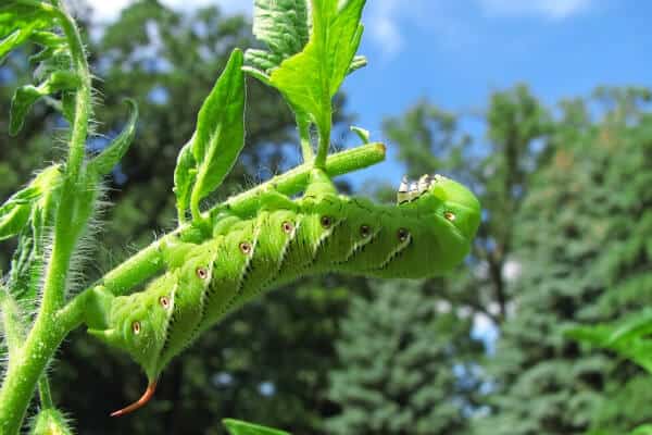 green hornworm on a tomato plant