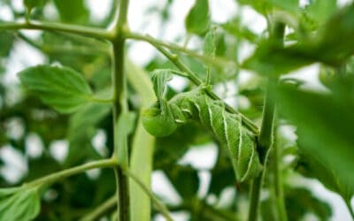 How to Get Rid of Tomato Hornworms Naturally