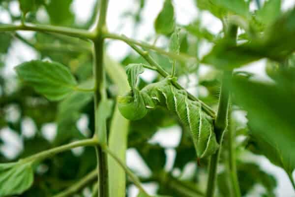 horworm hiding on tomato plant