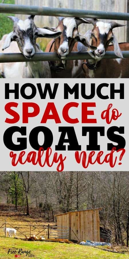 Space Requirements For Goats How Much Space Do Goats Need