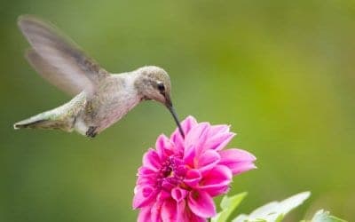 How to Attract Hummingbirds to Your Garden and Hummingbird Feeders