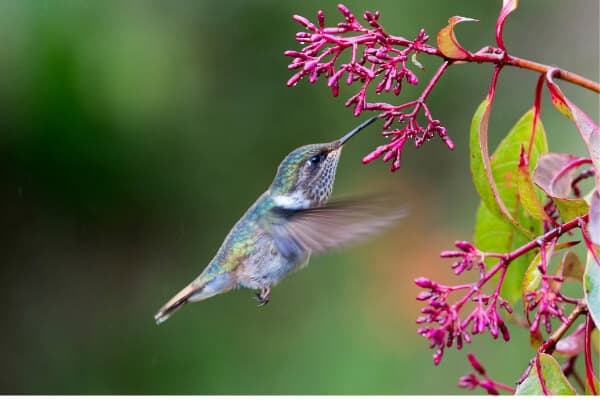 hummingbird drinking from flower