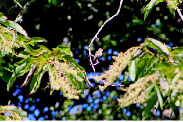 hummingbird perching on tree branch