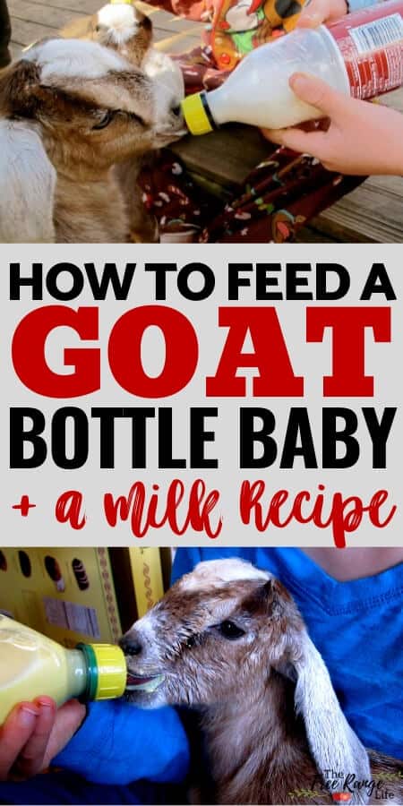 How to Bottle Feed a Goat