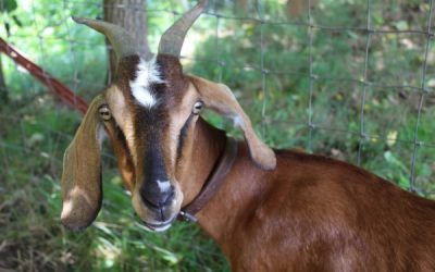 The Complete Quick Start Guide to Raising Goats