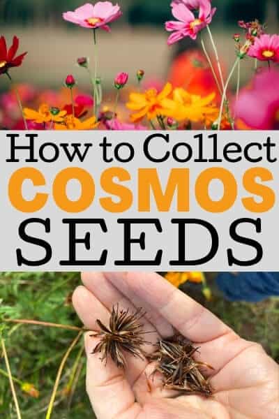 how to collect cosmos seeds