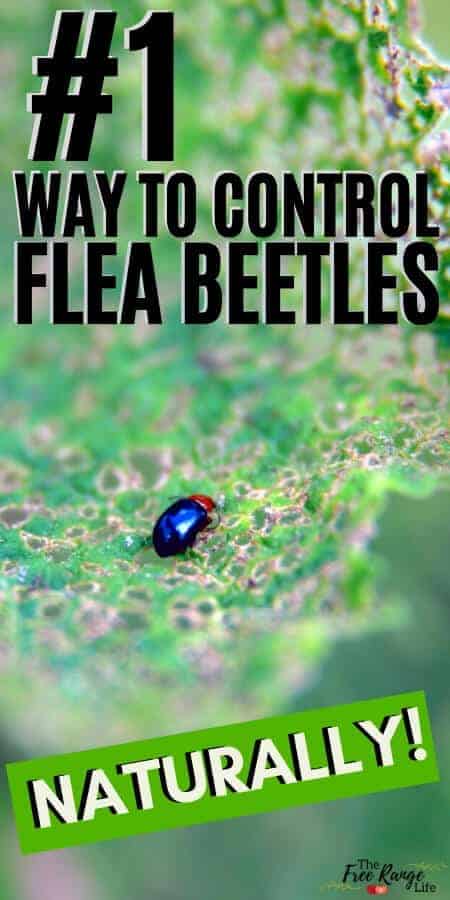 #1 way to control flea beetles naturally with a close up of black beetle