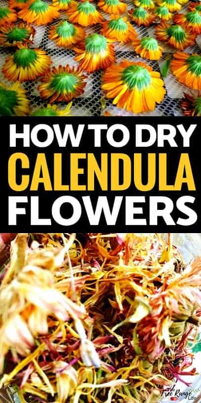 How to Harvest and Dry Calendula