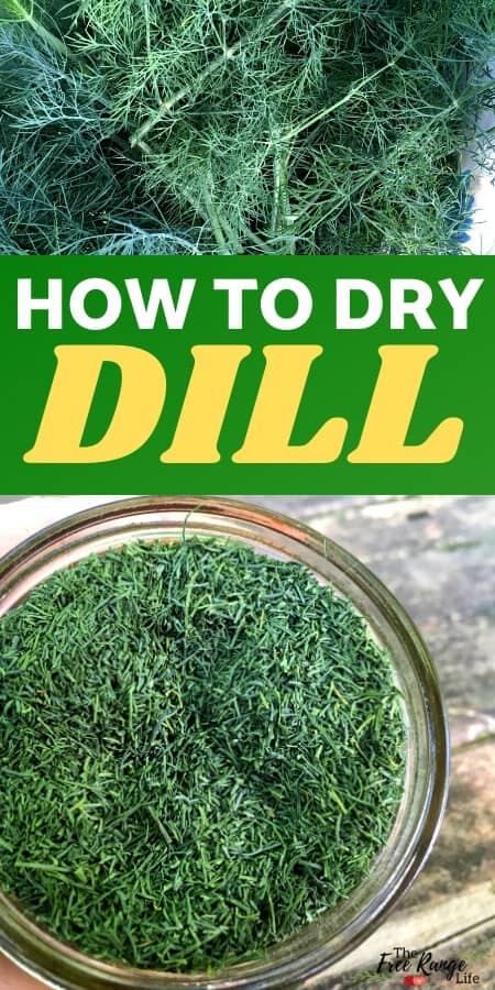 how to dry dill text with pictures of fresh and dried dill