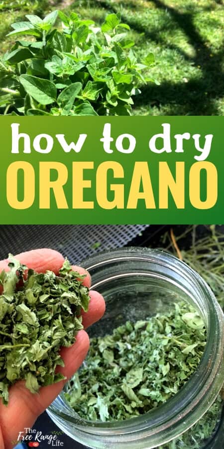 how to dry oregano
