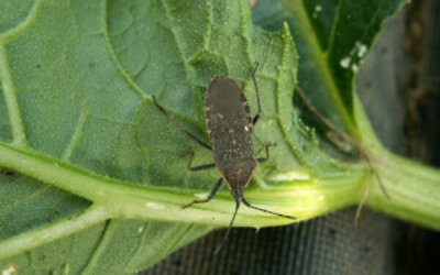 7 Ways to Get Rid of Squash Bugs in Your Garden- Naturally!