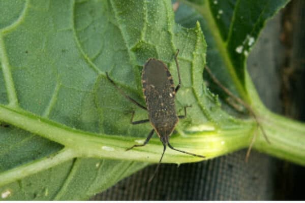 squash bug adult