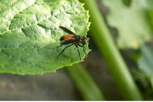 tachanid fly to prevent squash bugs