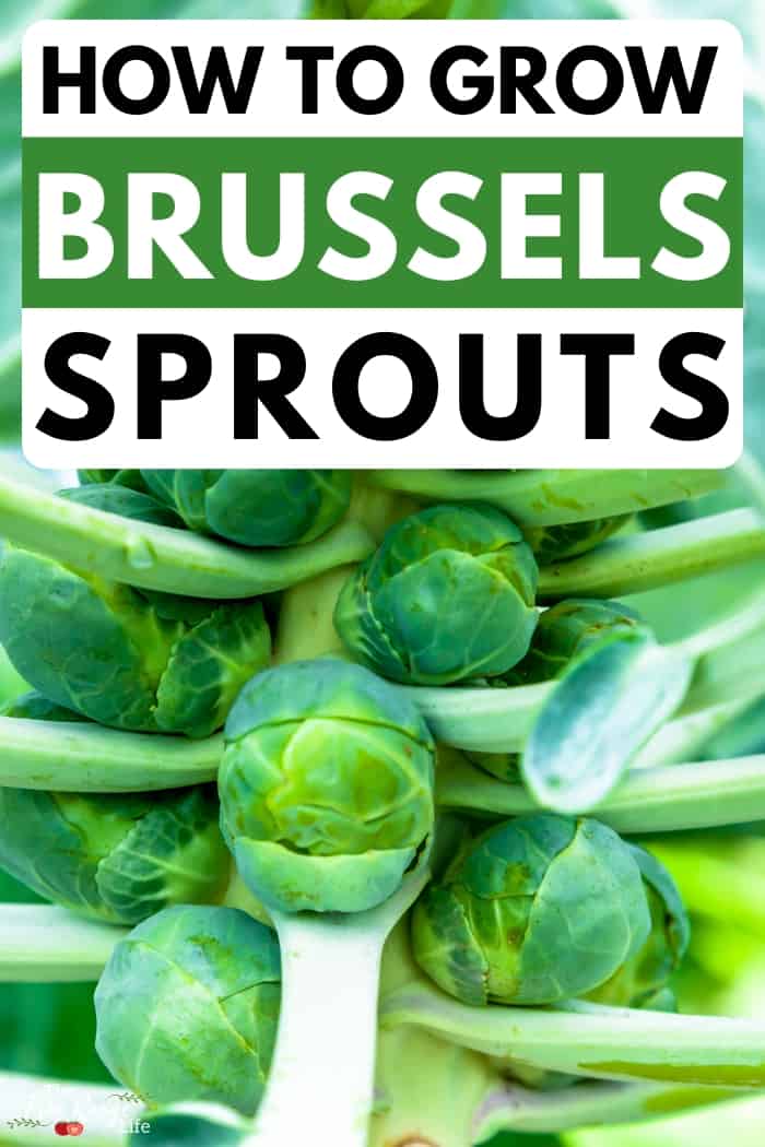 how to grow brussels sprouts text with close up of plant and sprouts