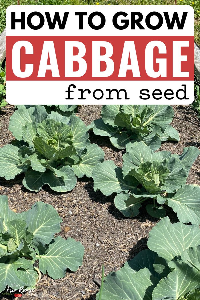 how to grow cabbage from seed