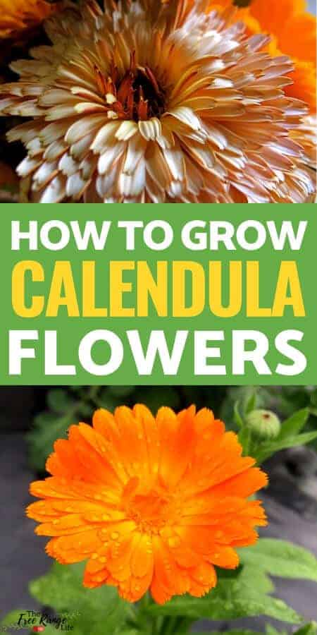 How to Grow Calendula flowers in your garden from seed
