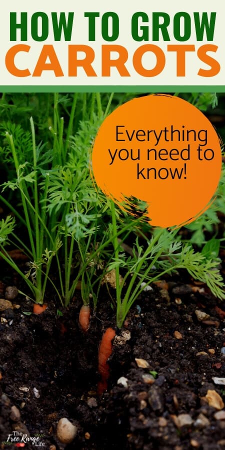 how to grow carrots everything you need to know