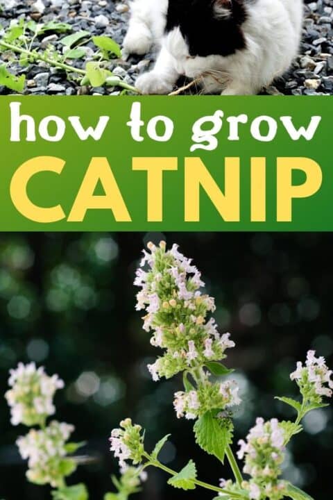 How to Grow Catnip From Seed