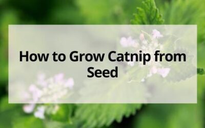 How to Grow Catnip From Seed