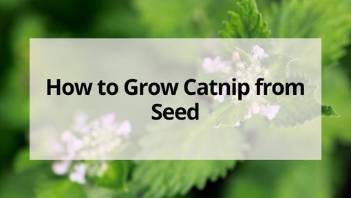 How to Grow Catnip From Seed