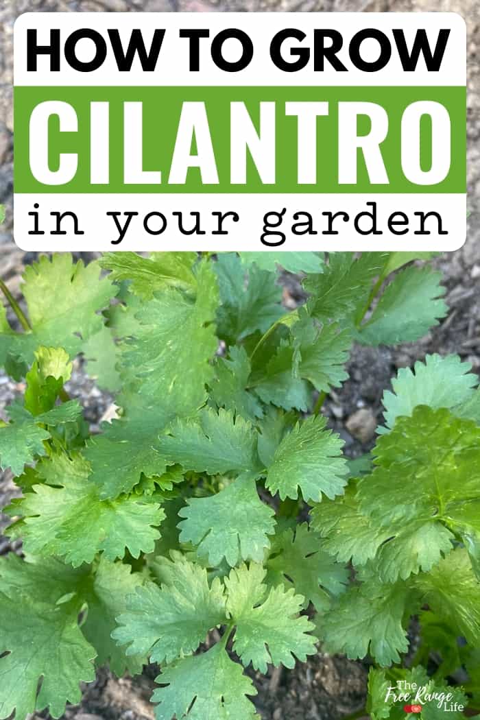 how to grow cilantro in your garden
