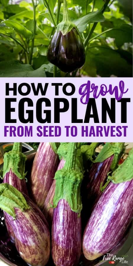 how to grow eggplant from seed to harvest text with dark purple eggplant on a vine and bowl of purple and white eggplant in a bowl
