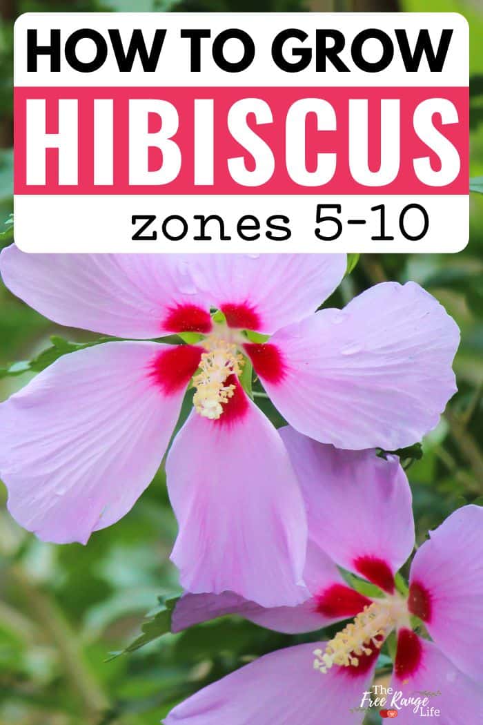 how to grow hibiscus zones 5-10