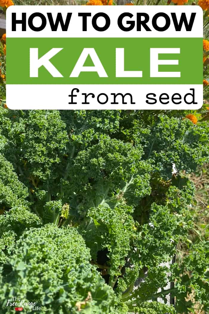 how to grow kale from seed