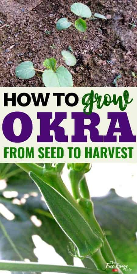 how to grow okra with pictures of okra seedlings and okra pod