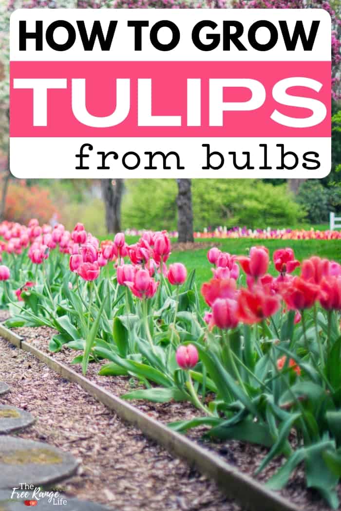 how to grow tulips from bulbs