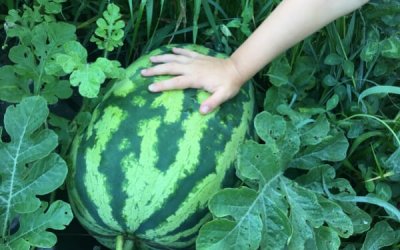 How to Grow Watermelon in Your Garden: From Seed to Harvest